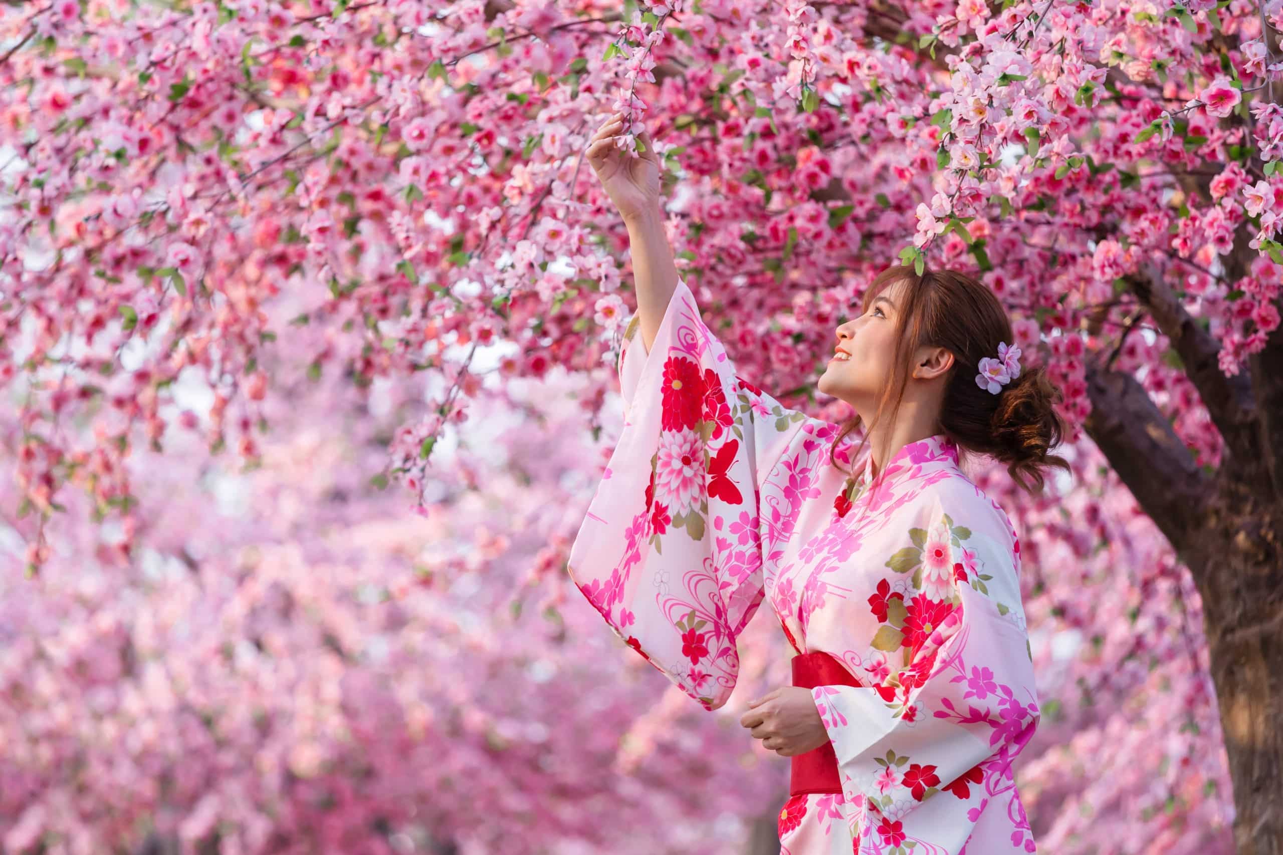 Beautiful Japanese woman in yukata or kimono dress enjoying the cherry blossoms