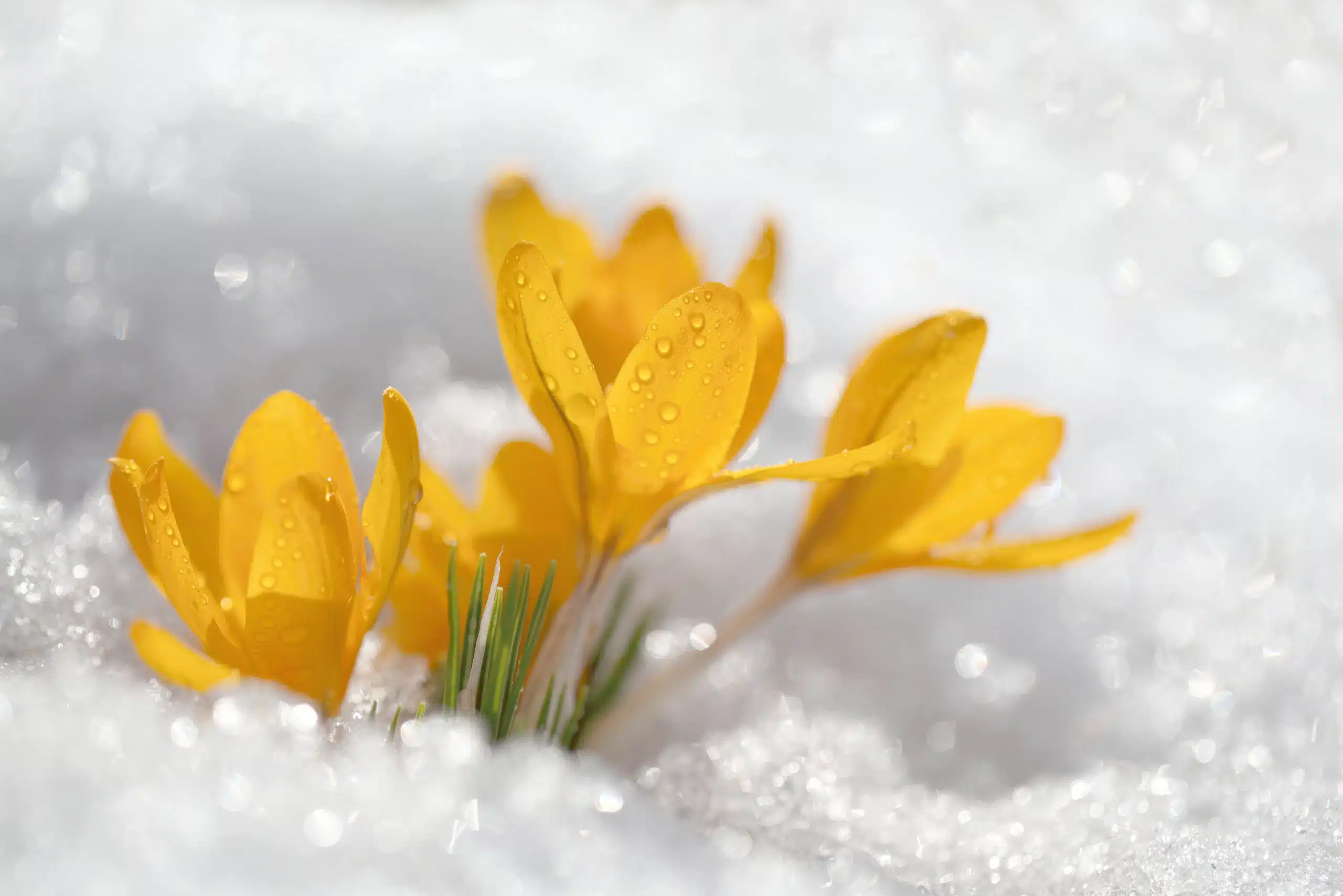 Yellow spring flowers grow from the ground under the snow