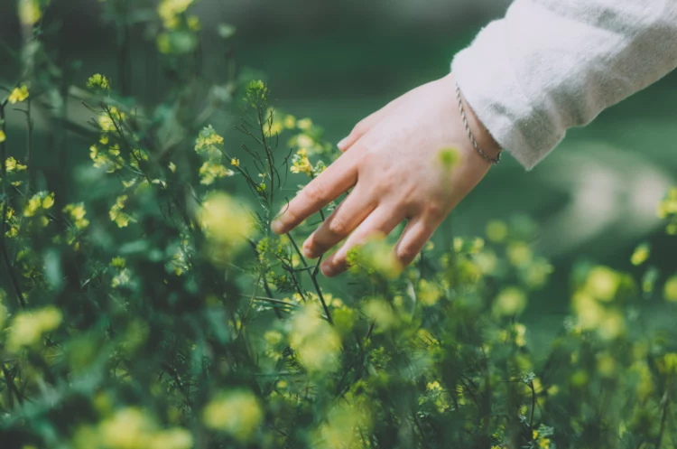 female hand touching the flowers in the field.