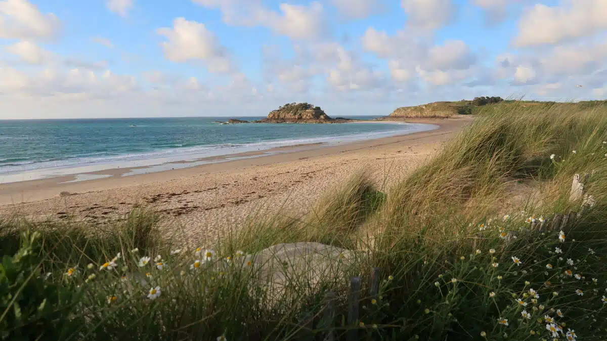 wild daisies blooming in the sandy ocean shore 