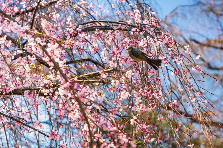 A bird perched up on a cherry blossom tree.