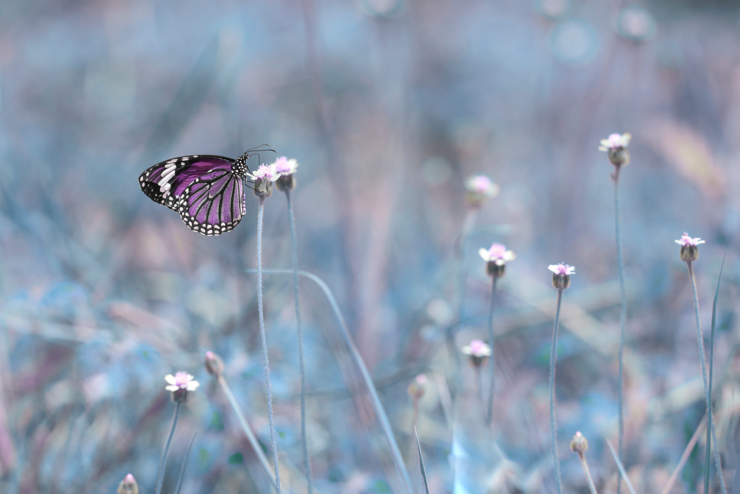 Colorful butterfly amidst field flowers.