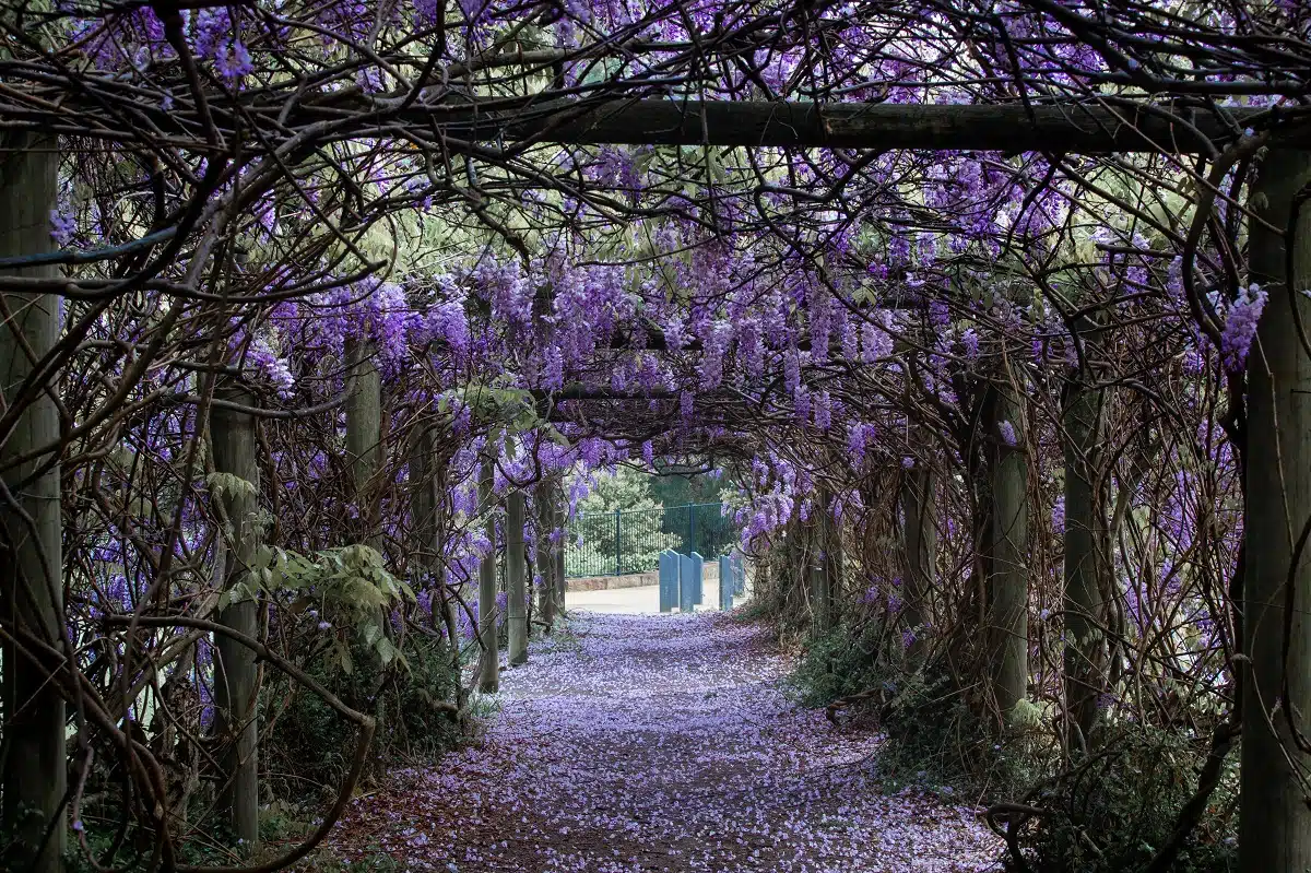 A beautiful view of wisteria tunnel