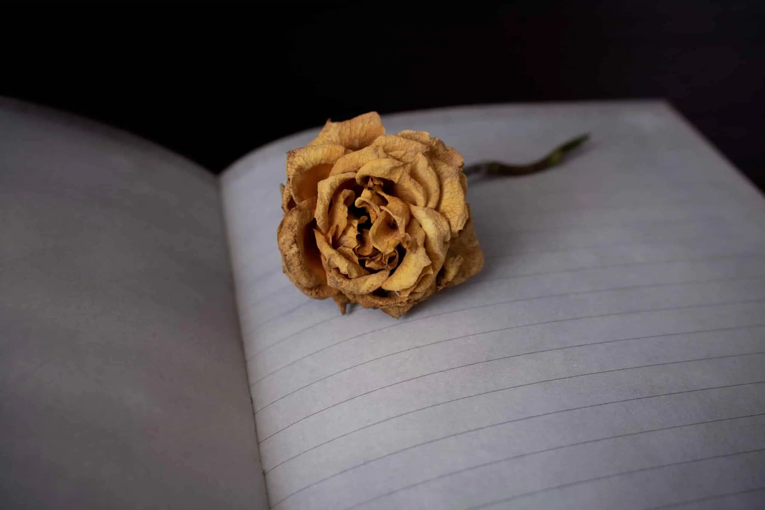 Wilted yellow rose lying on empty notebook
