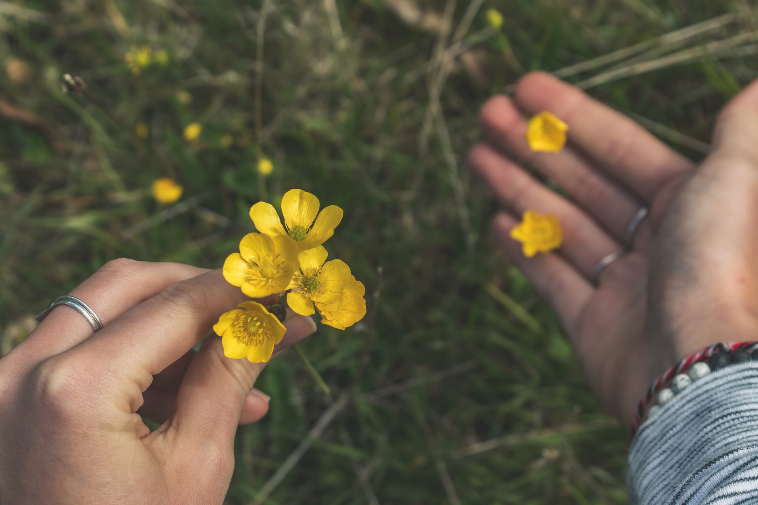 Girl holding a yellow buttercup flower plant in the forest.